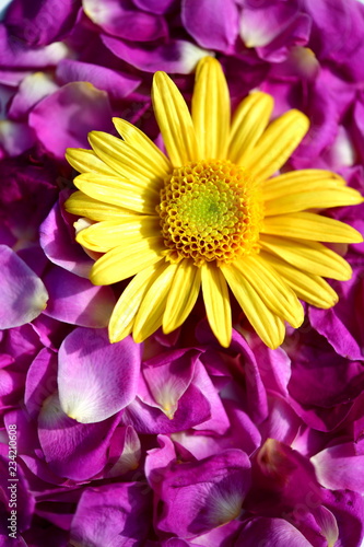 背景素材 かわいい黄色の花と敷き詰められたシックな紫色の花びら Stock Photo Adobe Stock 背景素材 かわいい黄色の花と敷き詰められたシックな紫色の花びら Stock Photo Adobe Stock
