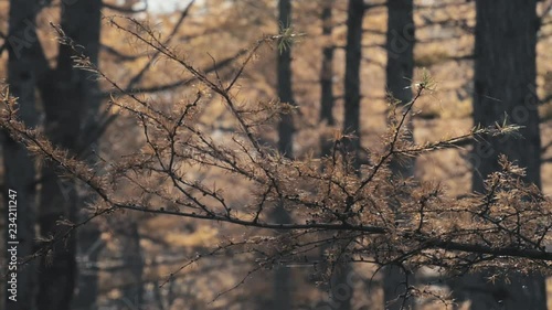 Wallpaper Mural Japanese larch 006 Torontodigital.ca