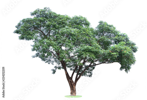 Tree isolated on white background. Beautiful and robust trees are growing in the forest  garden or park.
