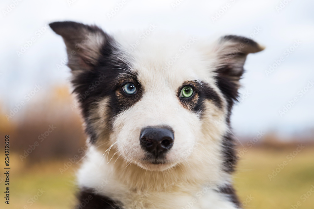 Portrait Yakut husky puppy natural background heterochromia eyes