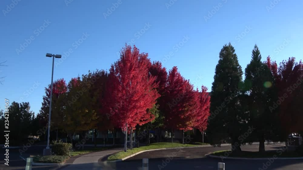 Pan down over office building with vivid trees in fall color Pan down over office building with vivid trees in fall color
