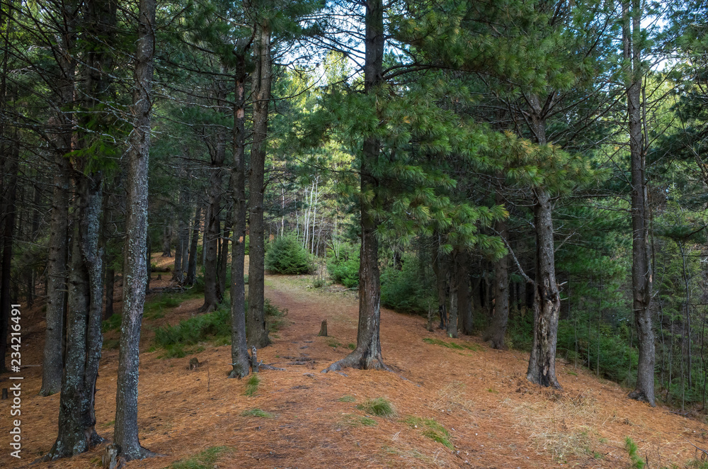 Forest vegetation, illuminated by bright sunshine, photo with high contrast Forest vegetation, illuminated by bright sunshine, photo with high contrast