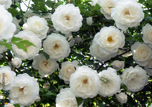 Bush of white delicate roses in a garden. Sunny summer day. Warm light