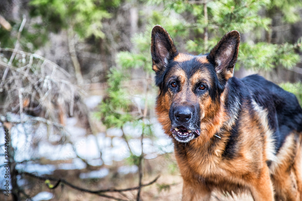 Dog German Shepherd in the forest in an early spring Dog German Shepherd in the forest in an early spring