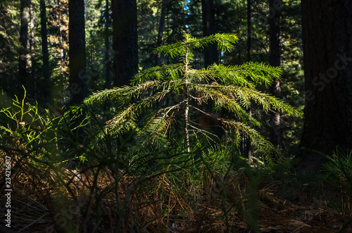 Forest vegetation, illuminated by bright sunshine, photo with high contrast © Ольга Холявина