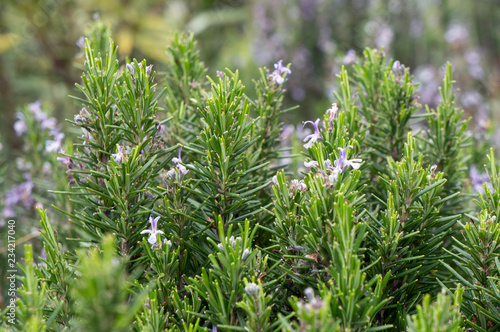 Rosemary growing in a garden, blooming