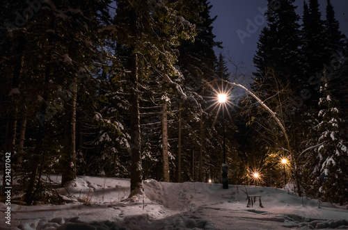 Park with coniferous trees in the winter evening in the lighting of lanterns.
