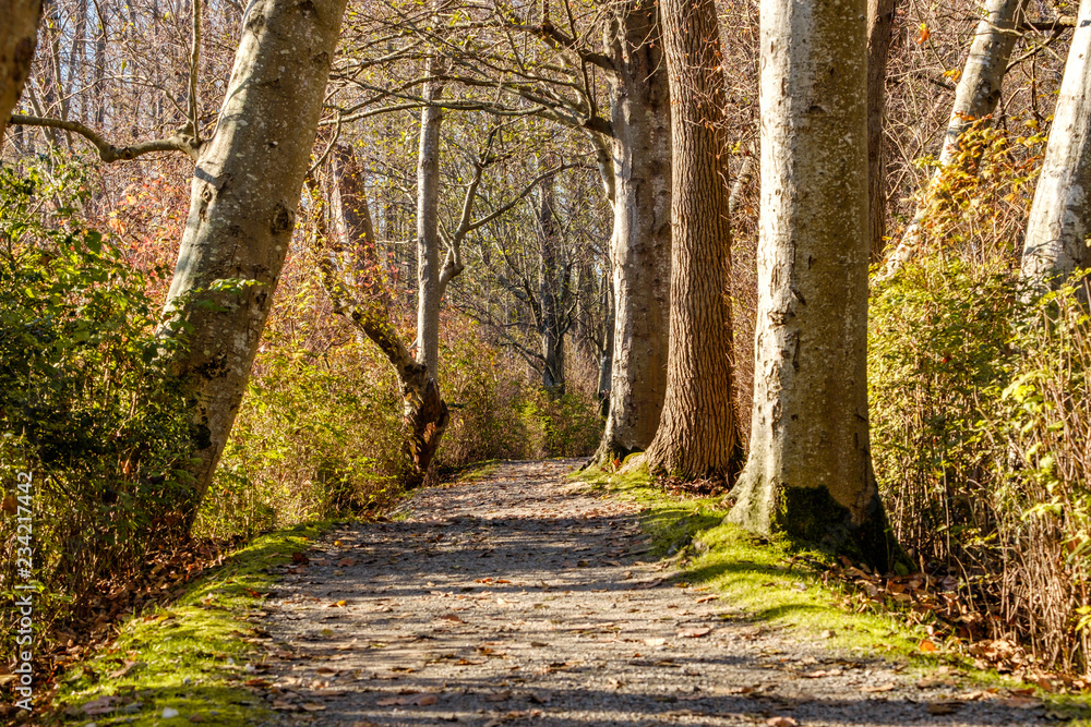 Obraz premium trail inside forest with sunlight hitting the ground through the foliage on an autumn morning
