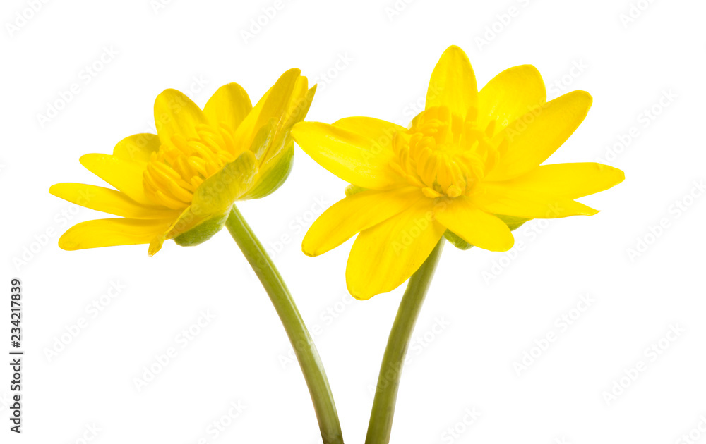 Fototapeta premium Yellow spring flower isolated