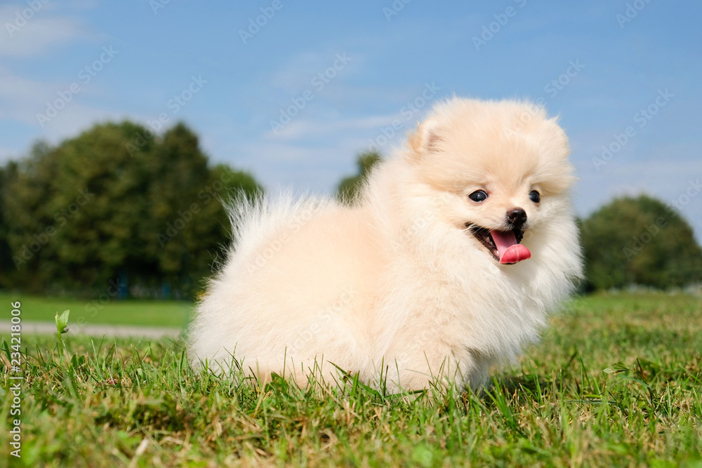 Dog pomeranian spitz sitting on grass in public park. White puppy pomeranian smiling and looking at the camera, sticking tongue out Dog pomeranian spitz sitting on grass in public park. White puppy pomeranian smiling and looking at the camera, sticking tongue out