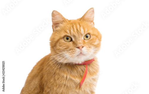 ginger cat isolated