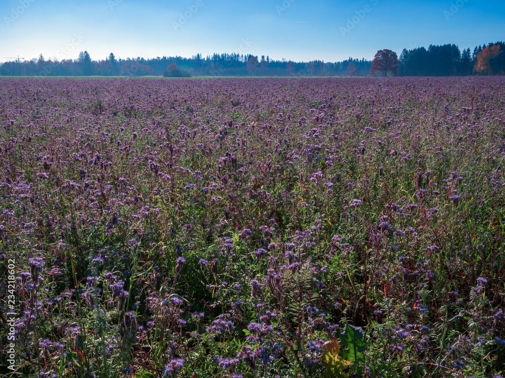 Purple field flowers at Bavarian region during autumn and stunning sunshine Purple field flowers at Bavarian region during autumn and stunning sunshine