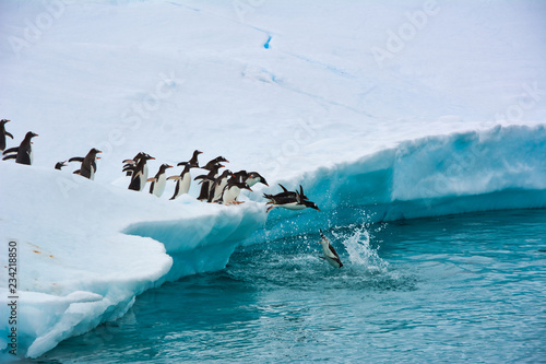 Penguins One After Another Funny Jump Into The Blue Water From A Snow-white Iceberg, Antarctica photo
