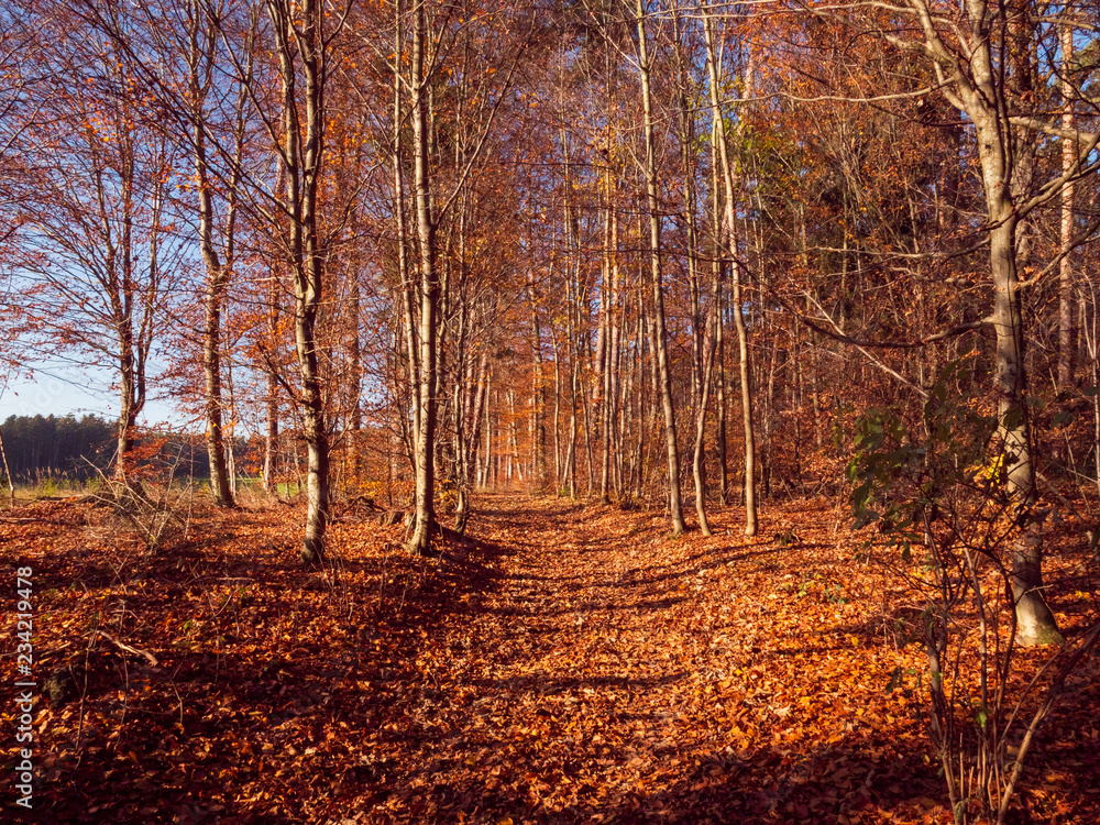 Obraz premium Scenic games between sun and red gold autumn colors in Bavaria