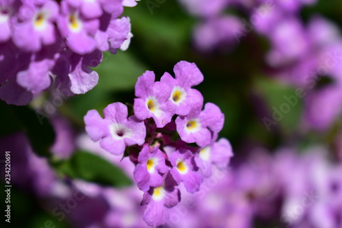 Violet flowers in a bush with green leaves. Sun light, sunny day. © JB