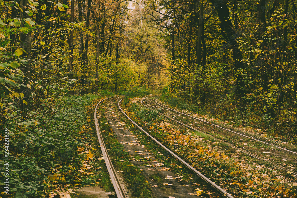 Rails in the forest Rails in the forest