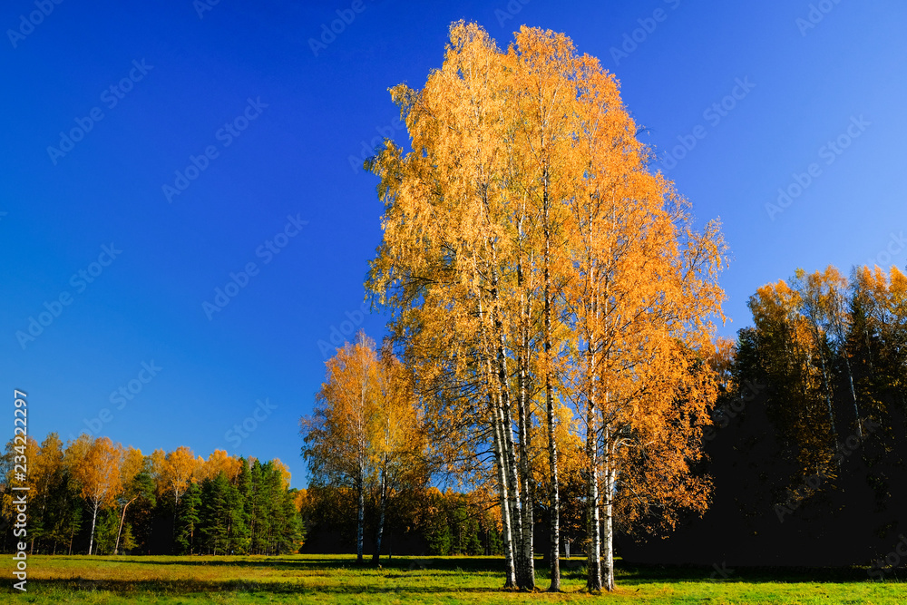 Beautiful colorful autumn landscape with yellow birches.