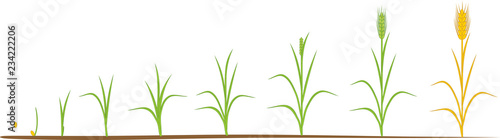 Rye life cycle. Stages of growth from seed to mature rye plant
