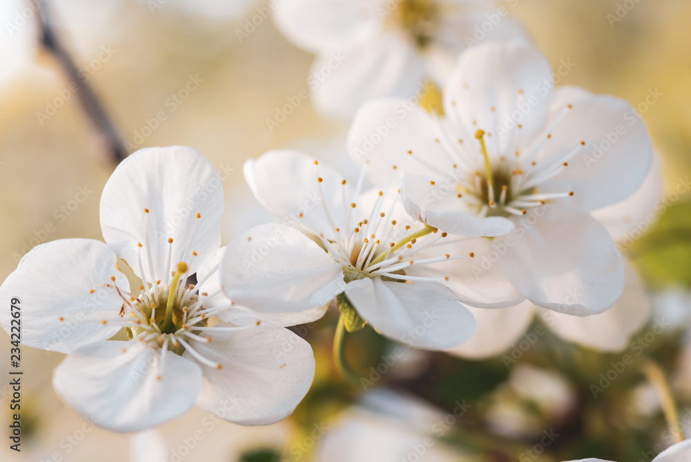 Fototapeta premium Cherry spring flowers