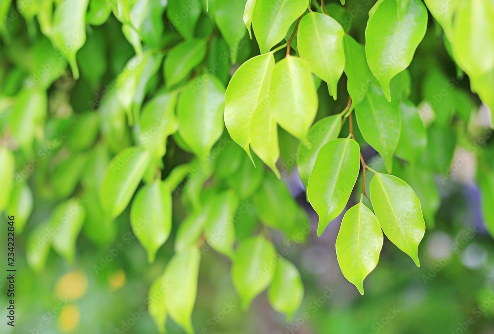 Green tree leaf on blurred background in the park with clean pattern. Close-up nature leaves in field Green tree leaf on blurred background in the park with clean pattern. Close-up nature leaves in field