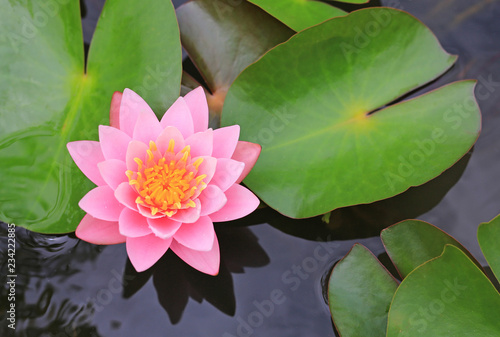 Beautiful pink Lotus flower in pond, Close-up Water lily and leaf in nature.