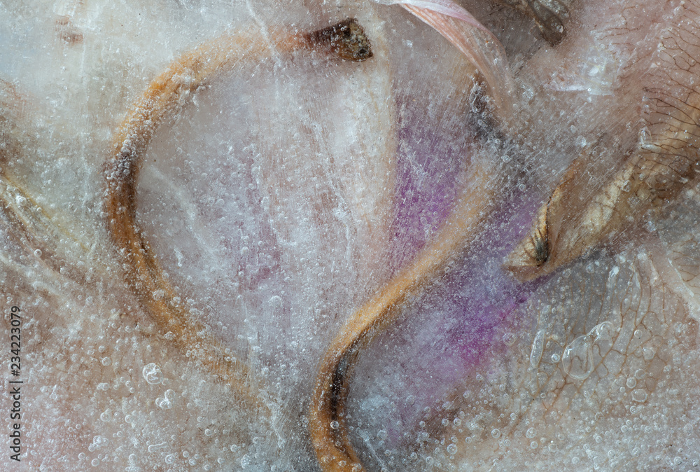Fototapeta premium closeup of decaying flower petals and stems in ice with texture