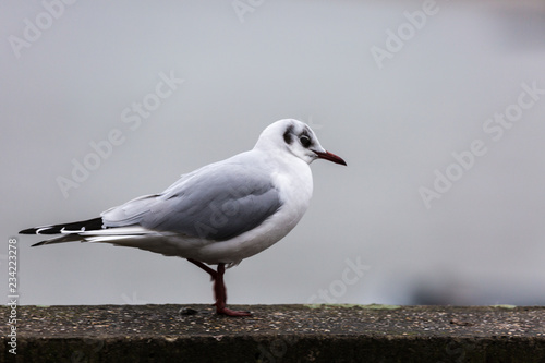 Seagull in the city