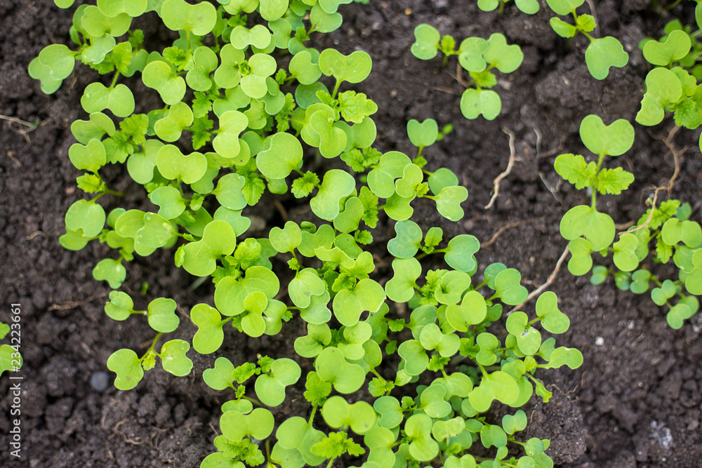 green mustard sprouts growing in a garden green mustard sprouts growing in a garden