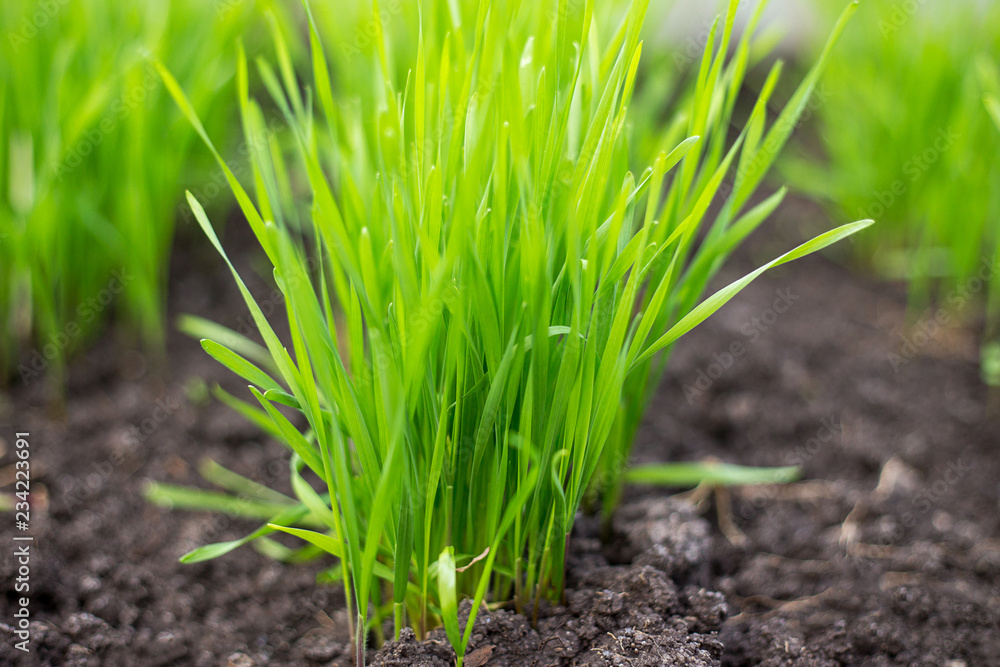 young wheat sprouts growing in the field young wheat sprouts growing in the field