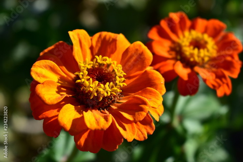 Orange and red flowers closeup. Zinnias. Details, petals and stamen. Bush with green leaves, sun light, sunny day.
