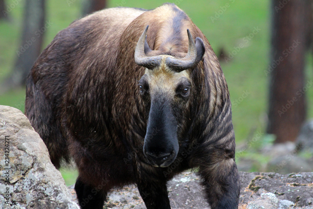 Fototapeta premium The Takin, also called cattle chamois or gnu goat, is a goat-antelope found in the eastern Himalayas and this one in Bhutan.