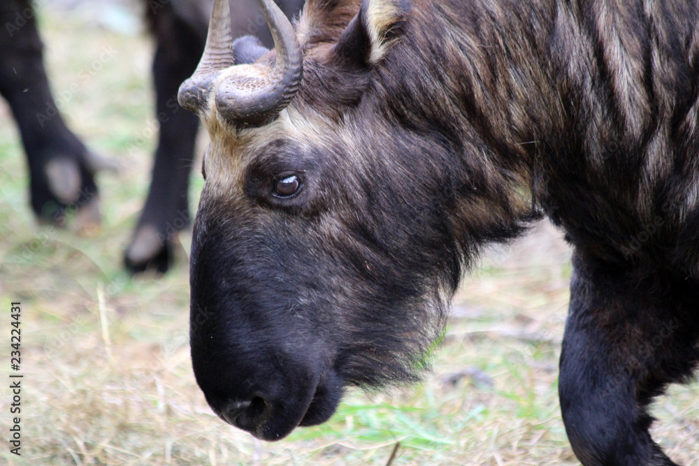 The takin, also called cattle chamois or gnu goat, is a goat-antelope found in the eastern Himalayas and this one in Bhutan. The takin, also called cattle chamois or gnu goat, is a goat-antelope found in the eastern Himalayas and this one in Bhutan.