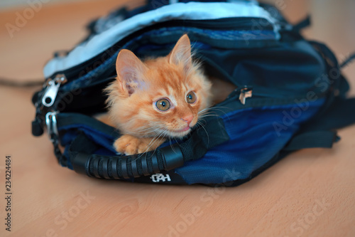 Funny red kitten in a backpack with photographic equipment plays looks sitting.