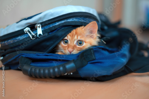 Fototapeta Naklejka Na Ścianę i Meble -  Funny red kitten in a backpack with photographic equipment plays looks sitting.