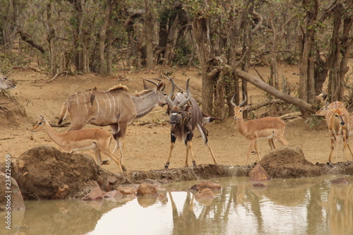 Nyalas in Africa