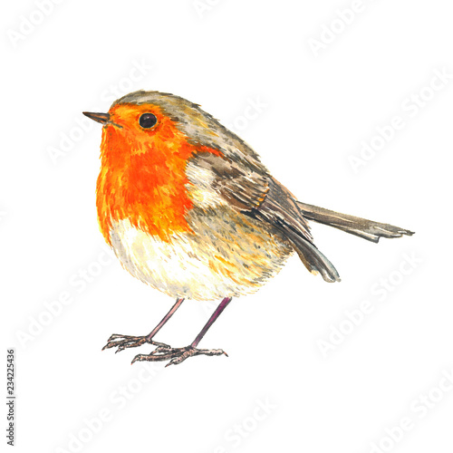 European robin (Erithacus rubecula,  robin redbreast)  standing isolated watercolor illustration