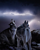 two wolves watching the storm