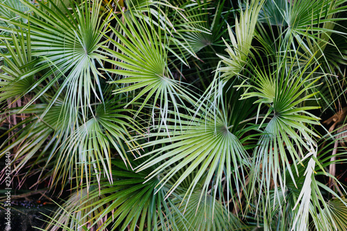 текстура пальмовые листья