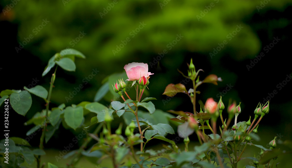 Photo rose petals isolated on the natural blurred background. Closeup. For design, texture, background. Nature. Photo rose petals isolated on the natural blurred background. Closeup. For design, texture, background. Nature.