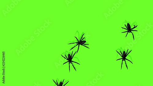 animation of spiders on green screen creepy crawling