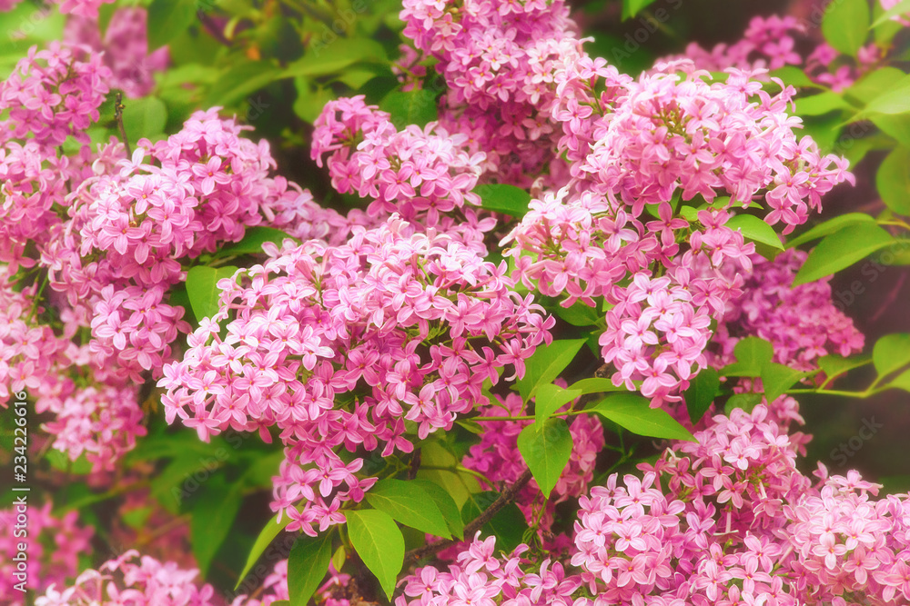 Blooming lilac, springtime floral background