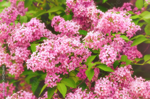 Blooming lilac  springtime floral background