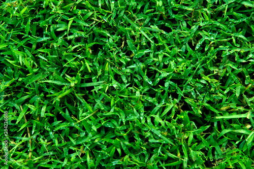 Background, texture of green grass. Cropped shot, close-up, nobody, horizontal, abstraction. The concept of nature.