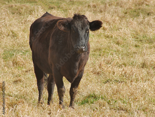 Wallpaper Mural herd of cows grazing in the field	 Torontodigital.ca