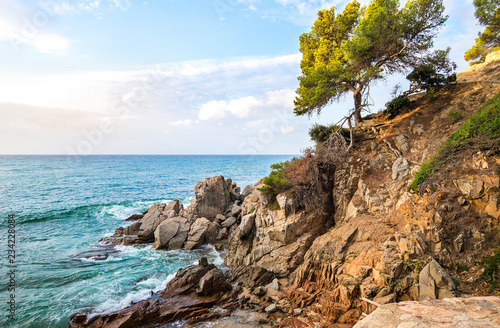 Mediterranean pines on rock by sea
