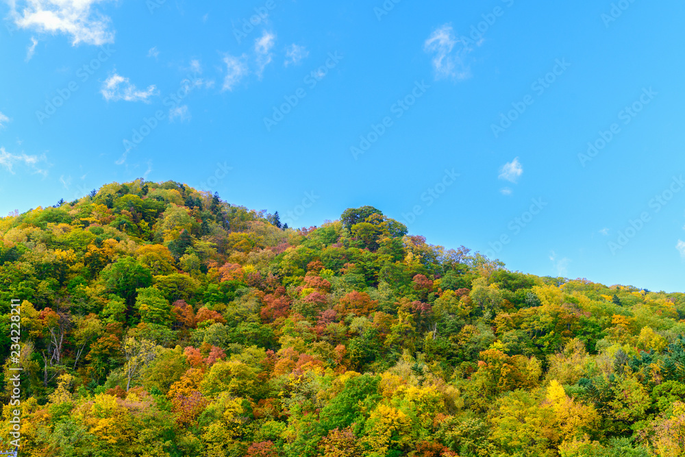 Fototapeta premium Colorful forest on mountain autumn season in jozankei,