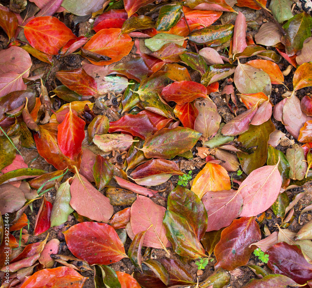 Pile of different dry leaves underfoot Pile of different dry leaves underfoot