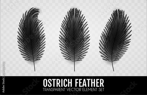 Realistic Feathers Set. Elegant Isolated Ostrich Feather Collection on Transparent Background.
