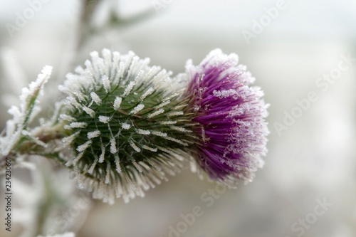 Frost covered purple thistle flower in winter