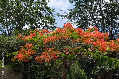 Red delonix regia flower tree in Bali 